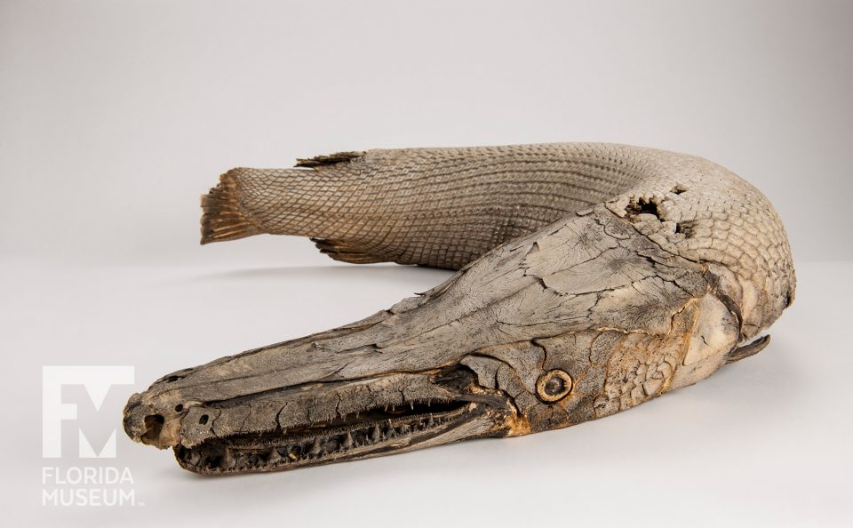 Mummified Alligator Gar