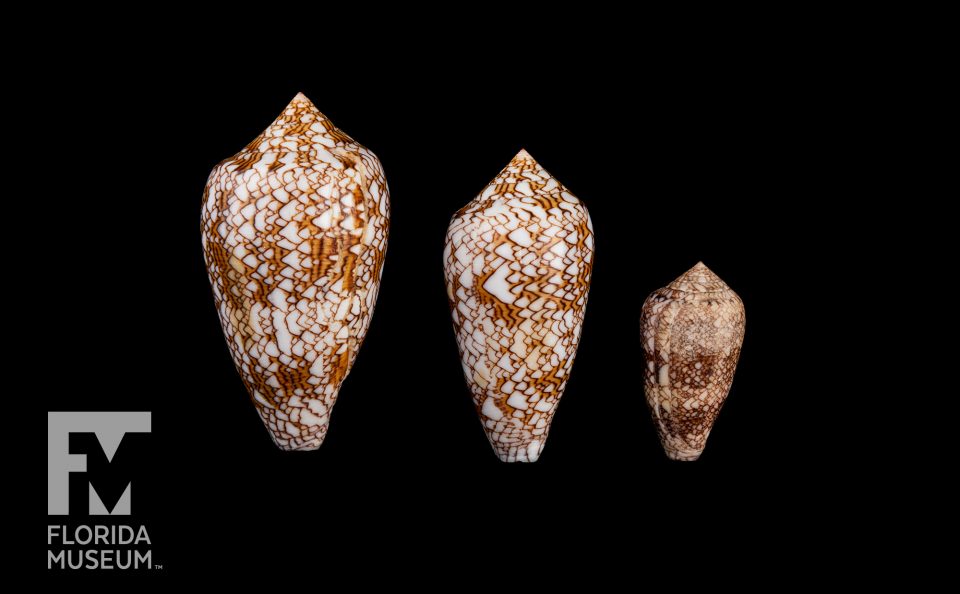 Cone shells