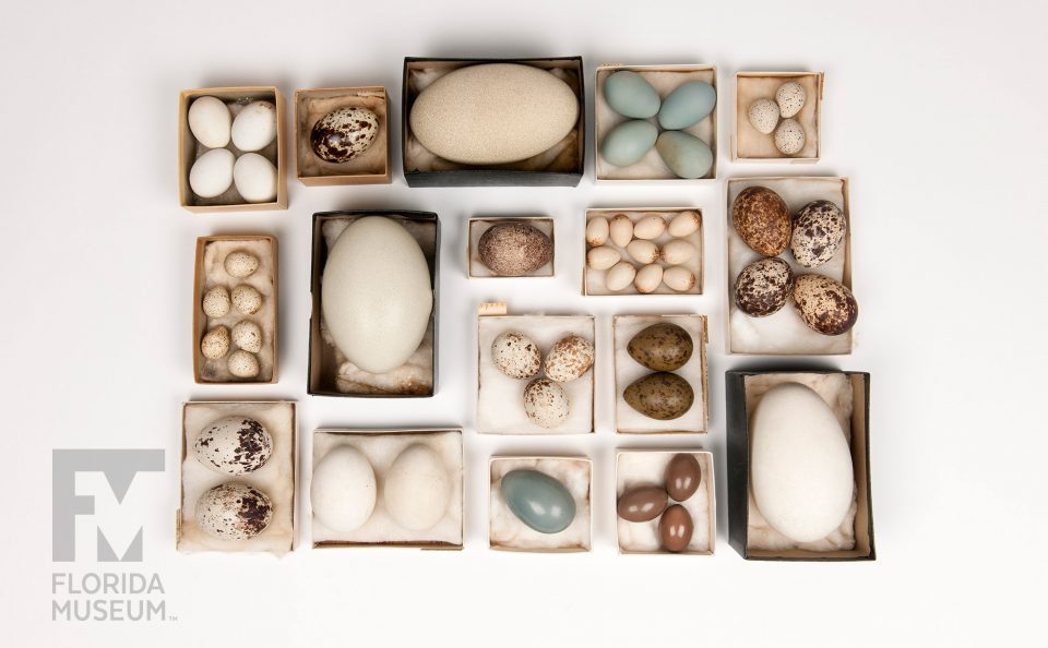 Bird Eggs from the Doe Collection
