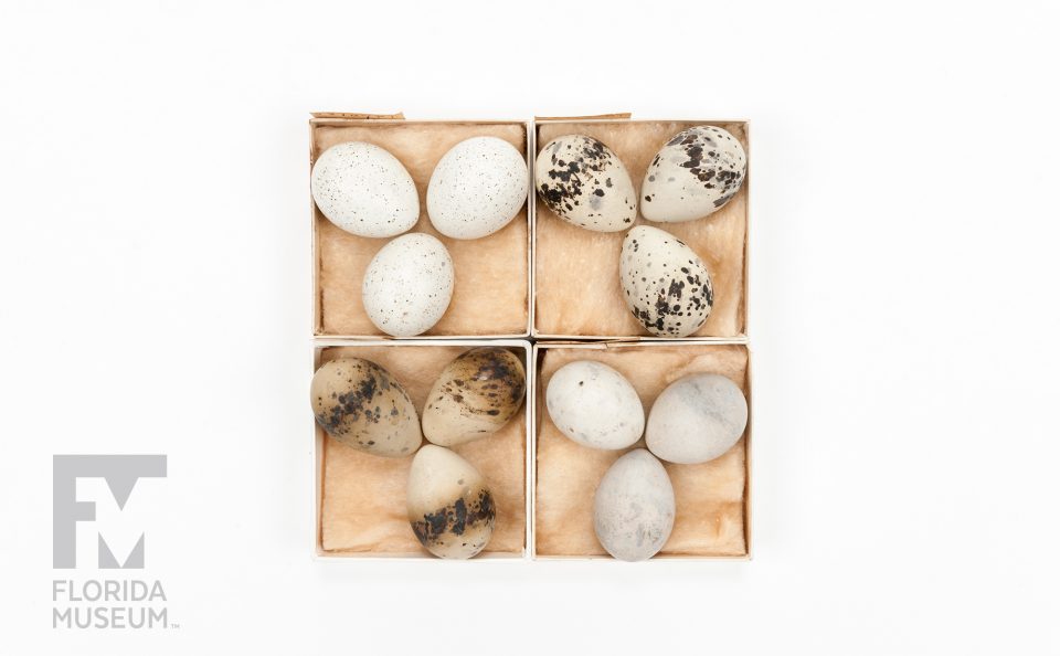 Common tern eggs from the Doe Collection