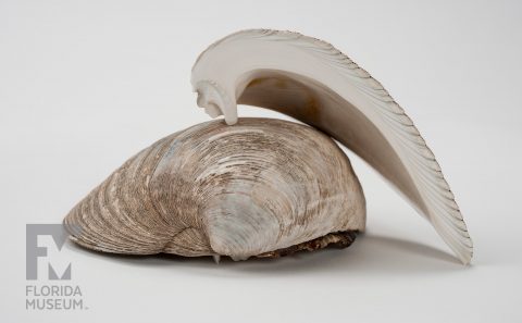 Cross-section of Hard Clam