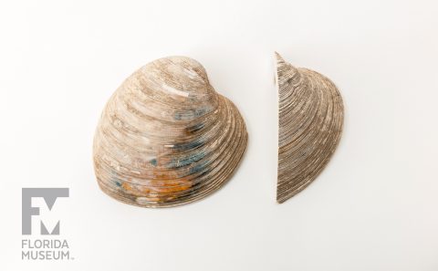 Cross-section of Hard Clam