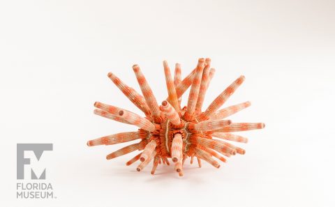 New Actonocidaris Urchin