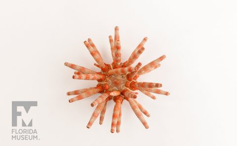 New Actonocidaris Urchin
