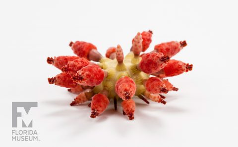Strawberry Urchin