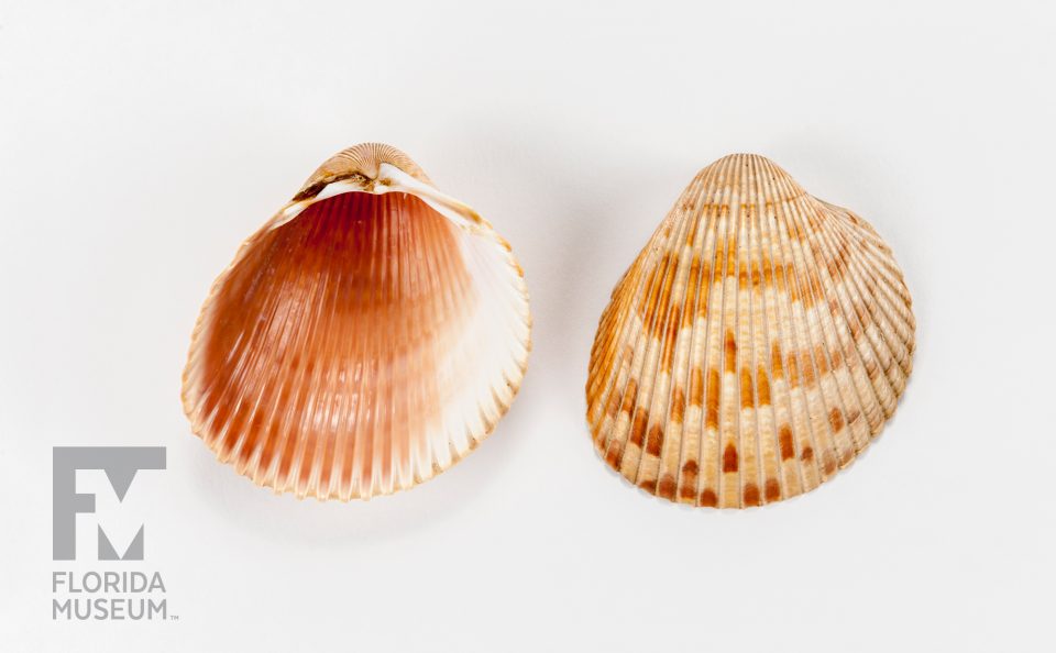Van Hyning Cockle Shell