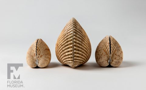Van Hyning Cockle Shells