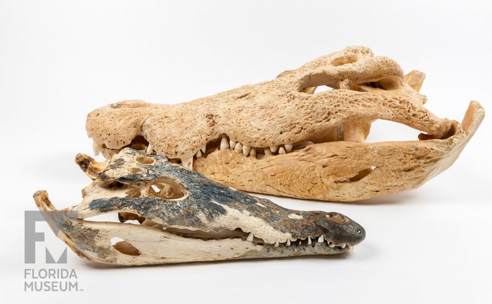American Crocodile (front) and American Alligator (rear)