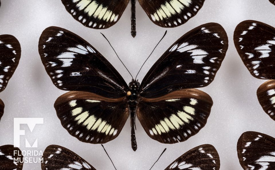 Heliconius Butterflies