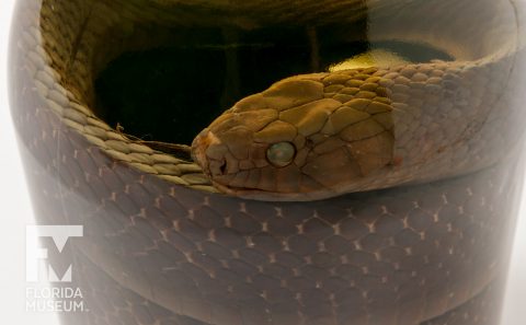 Gulf Coast Indigo Snake