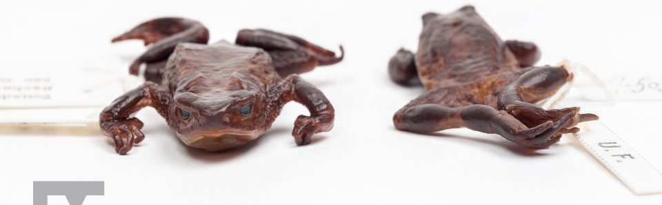 Jambato Toads