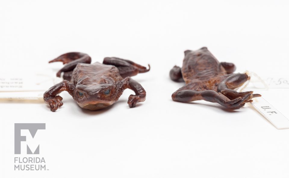 Jambato Toads