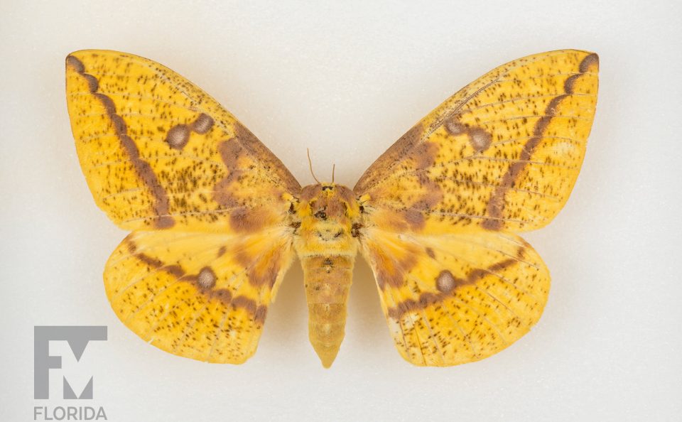Paynes Prairie Moths, Imperial Moth