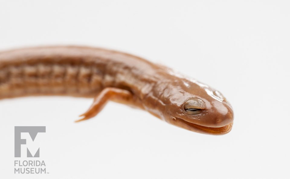 Rusty Mud Salamander