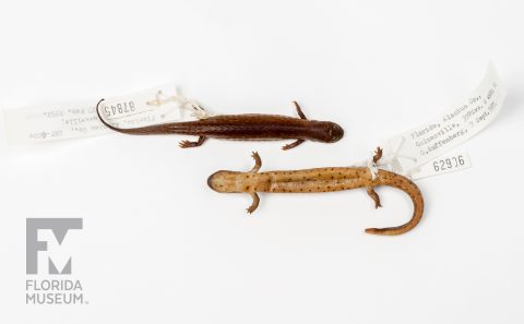 Rusty Mud Salamanders