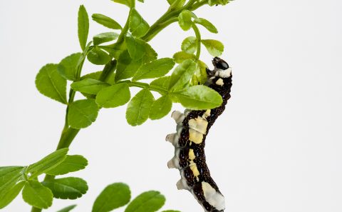 Schaus’ Swallowtail caterpillar