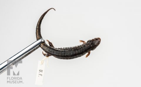 Southern Dusky Salamander