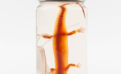 Cleared and Stained Salamander