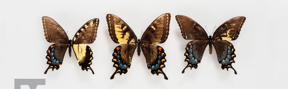 Eastern Tiger Swallowtail Gynandromorphs