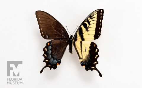 Eastern Tiger Swallowtail Gynandromorph