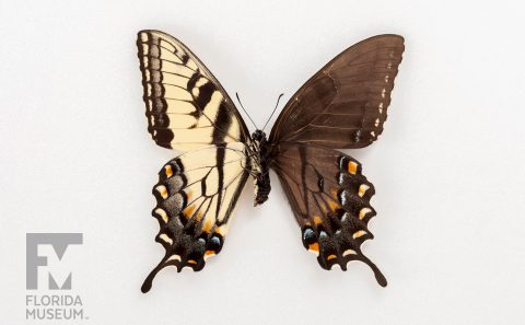 Eastern Tiger Swallowtail Gynandromorph