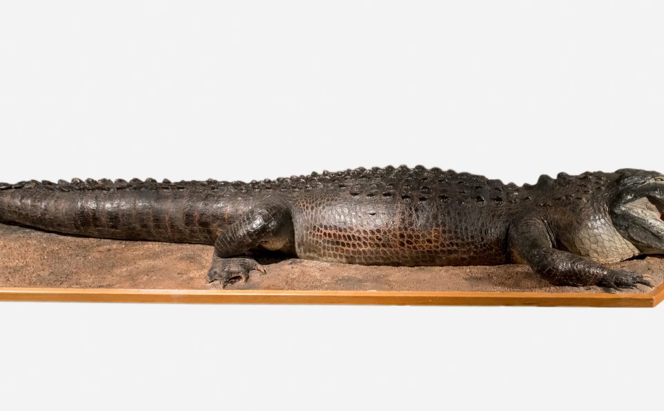 Alligator Taxidermy