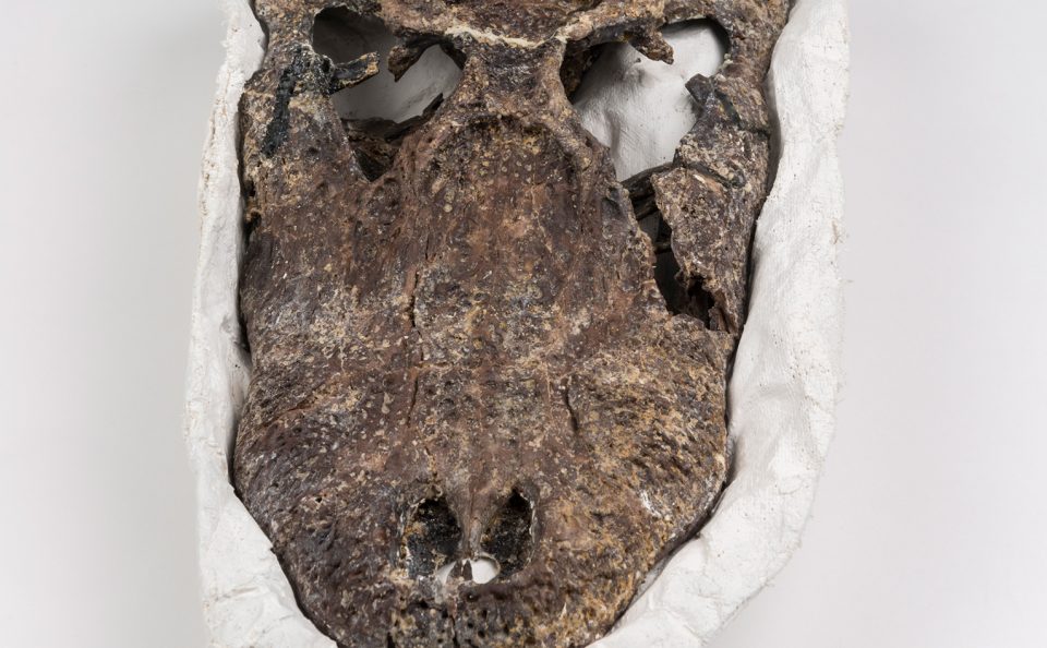 Ancient Alligator Skull