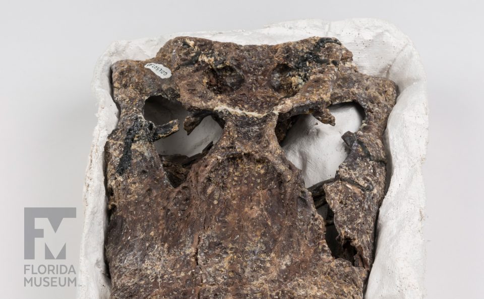 Ancient Alligator Skull