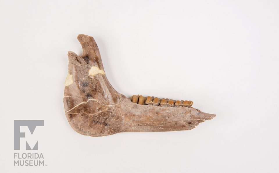 Ancient Horse Jaw