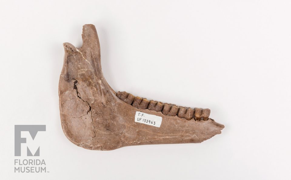 Ancient Horse Jaw