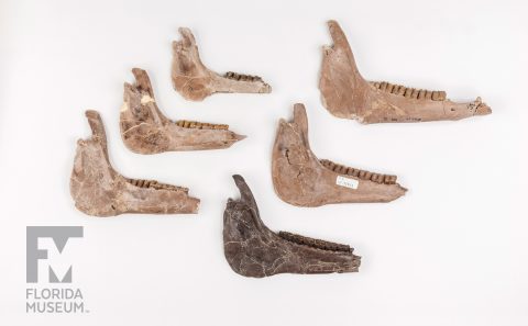 Ancient Horse Jaws