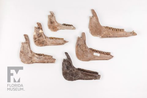 Ancient Horse Jaws
