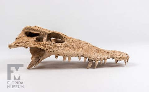 Cuban Crocodile Skull