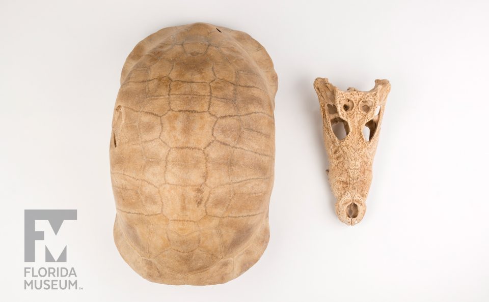 Cuban Crocodile Skull & Albury’s Tortoise Shell