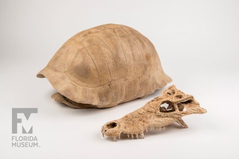 Cuban Crocodile Skull & Albury’s Tortoise Shell