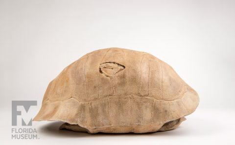 Albury’s Tortoise Shell