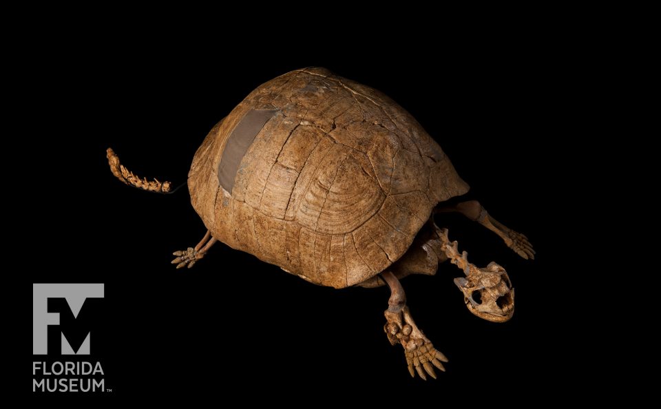 Dwarf Tortoise