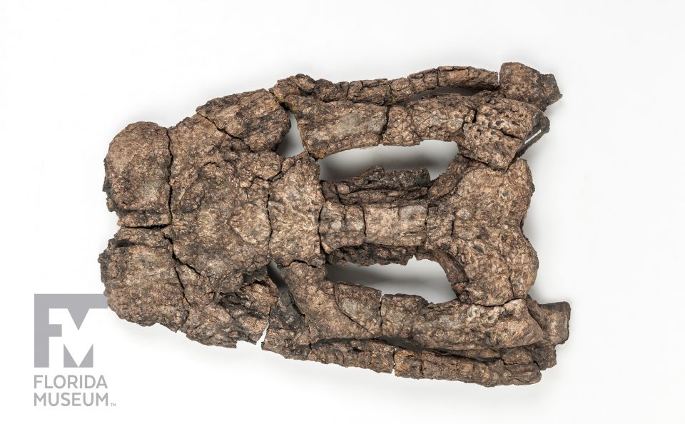 Blunt-snouted Dyrosaurid Skull