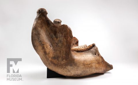 Columbian Mammoth Jaw