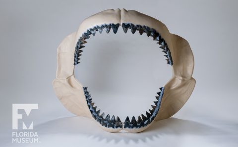 Megalodon Shark Jaw