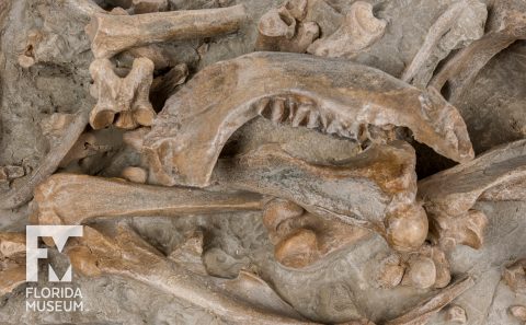 Rhinoceros Bone Bed