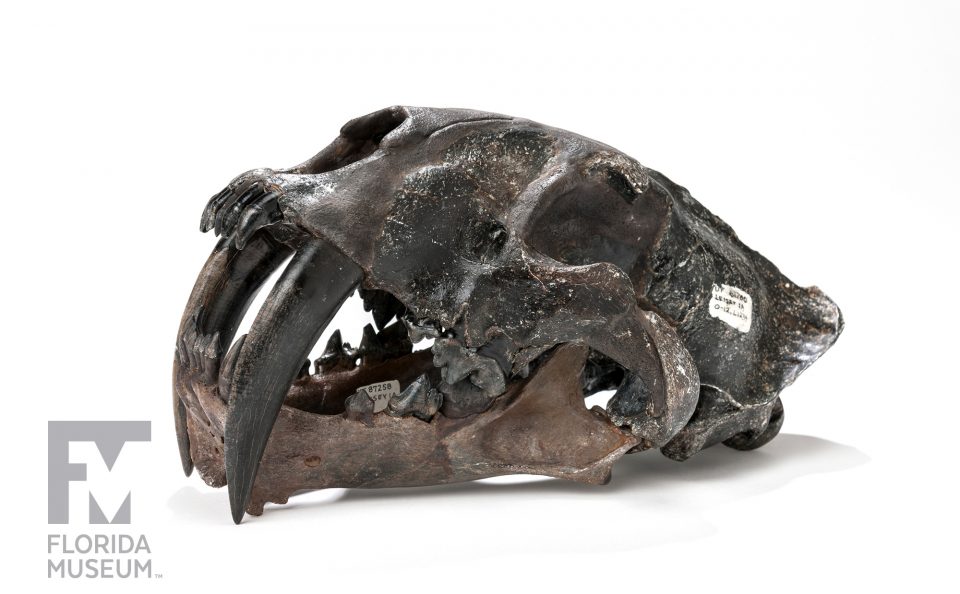 Gracile Saber-toothed Cat Skull