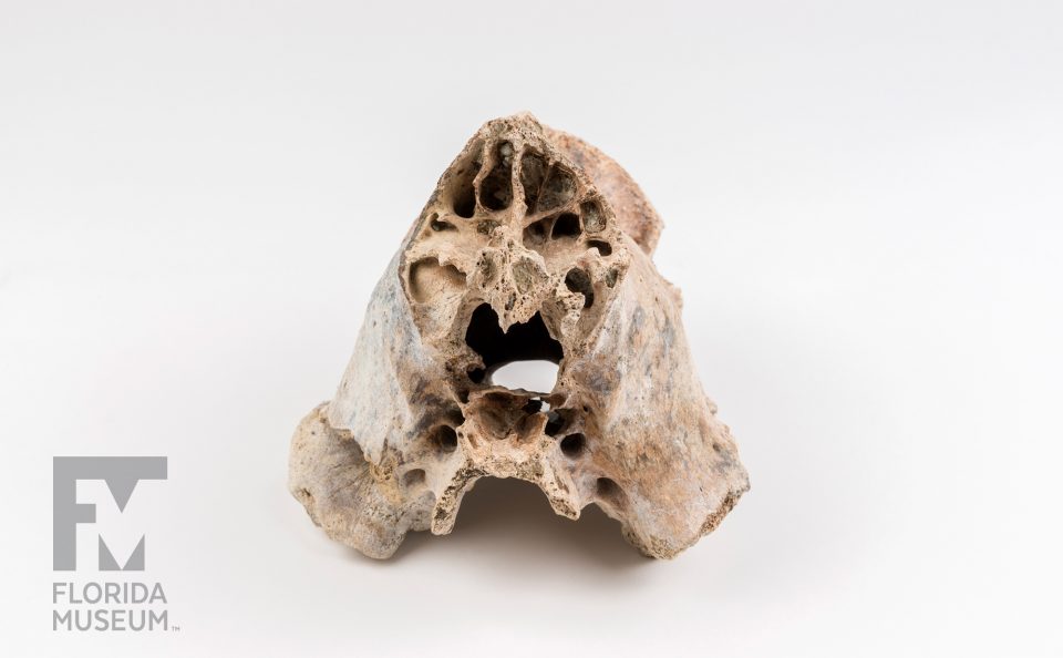 Saber-toothed Cat Skull Fragment