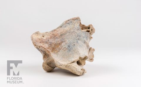 Saber-toothed Cat Skull Fragment