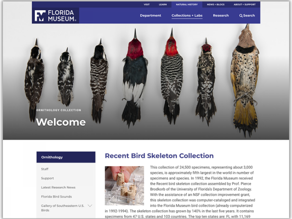 birds site homepage screenshot
