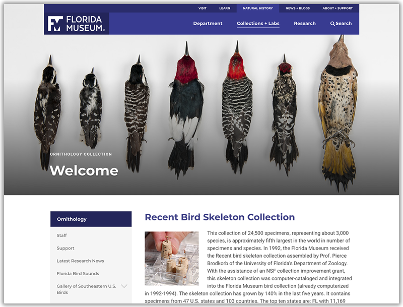 birds site homepage screenshot