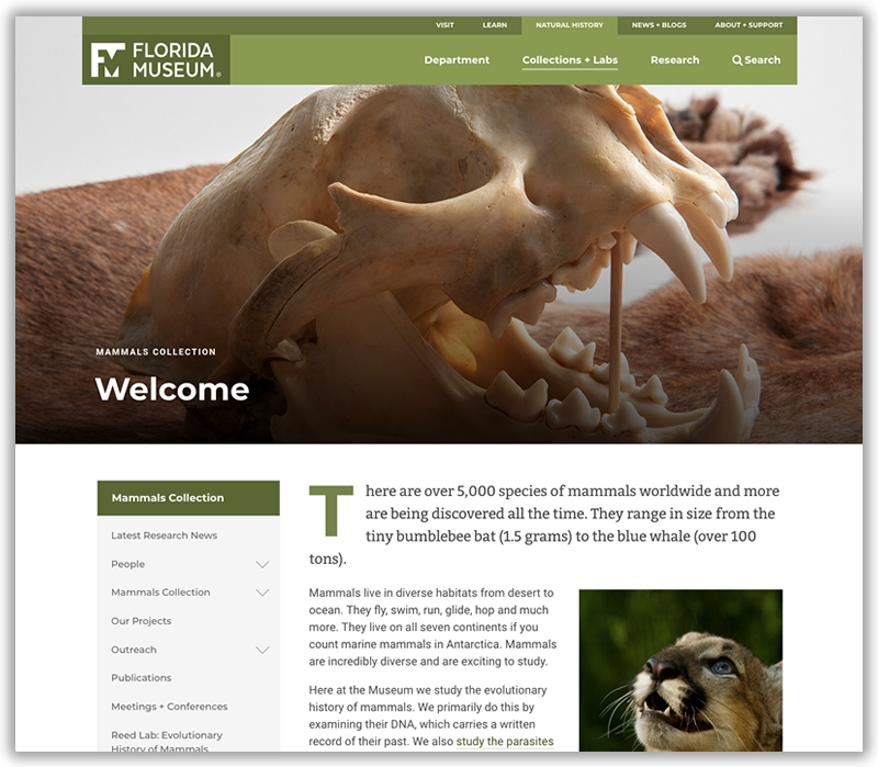 screenshot of Mammals website homepage