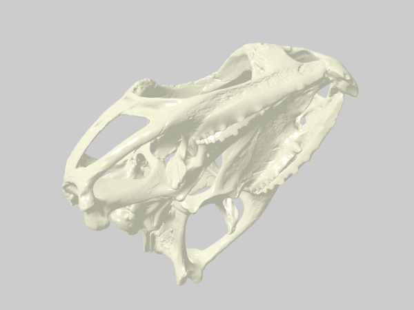 3D rendering of Sphenodon punctatus skull on MorphoSource
