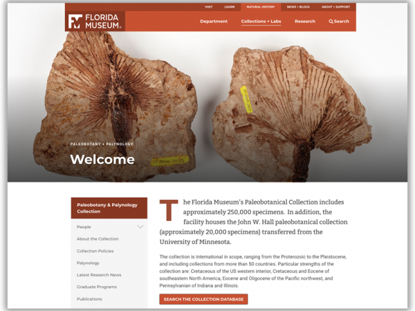 paleobotany website screenshot