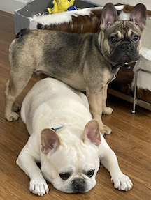 Baxter standing over Gaston